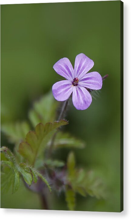 Phlox Subulata (moss Phlox Acrylic Print featuring the photograph Pink Phlox Wildflower by Ken Barrett