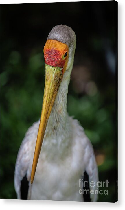 Yellow Billed Stork Acrylic Print featuring the photograph Yellow Billed Storks by Awais Yaqub