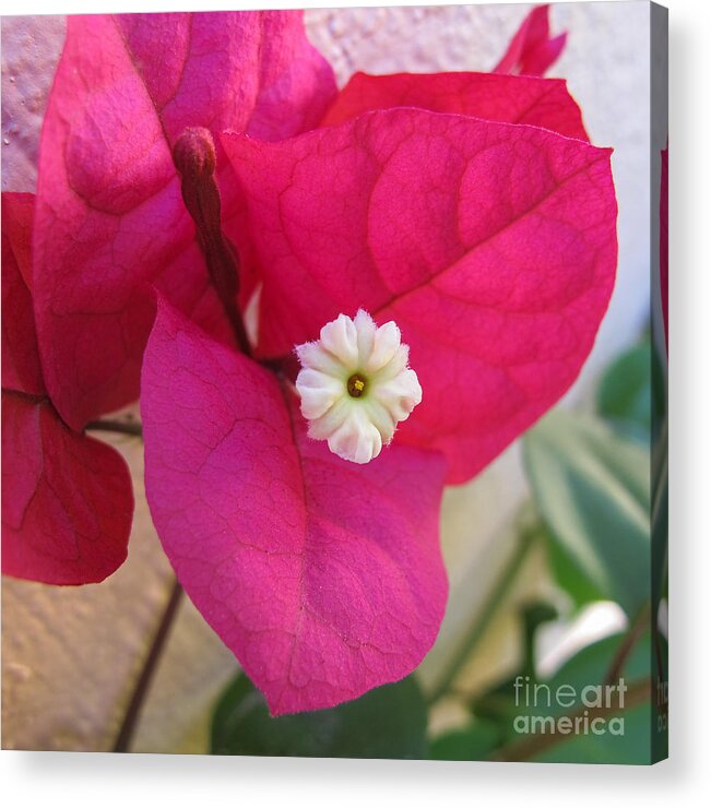 Florida Acrylic Print featuring the photograph Perfectly Pink #2 by Arlene Carmel