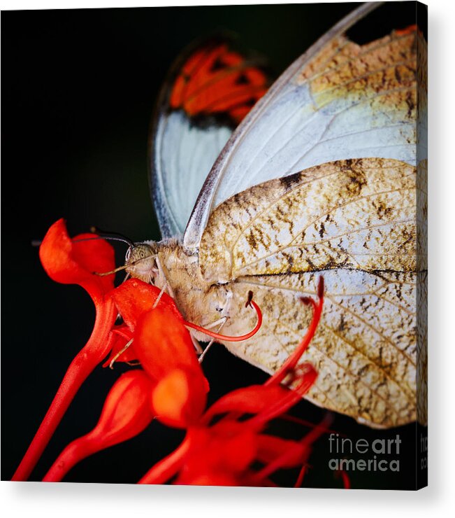Colorful Acrylic Print featuring the photograph Colorful portrait of a butterfly #4 by Nick Biemans