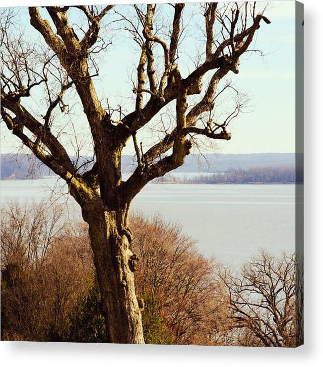 George Washington Acrylic Print featuring the photograph An Ancient Native Chinquapin Oak Tree by Mary Jane Armstrong