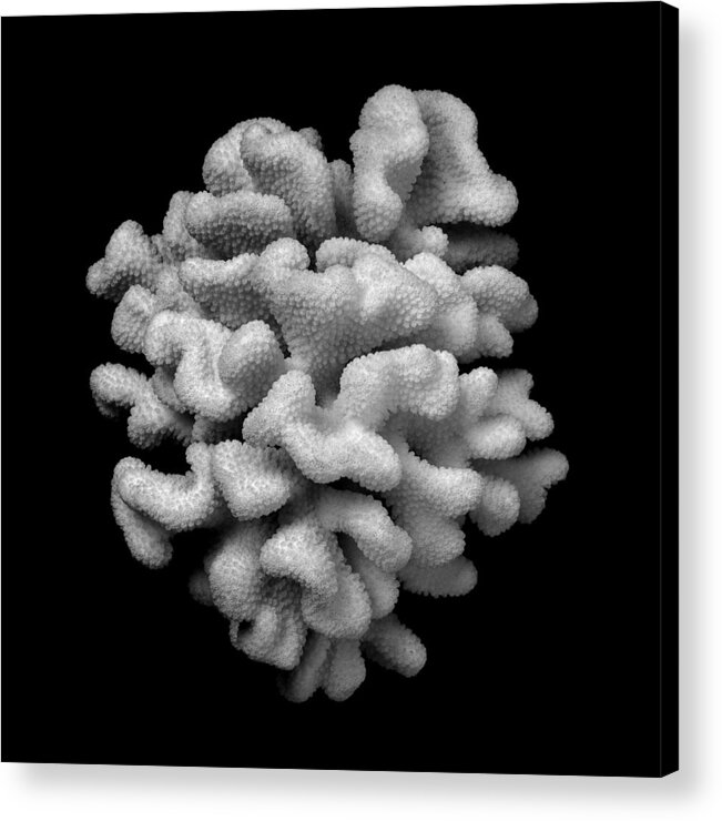 Coral Acrylic Print featuring the photograph Brain Coral by Jim Hughes