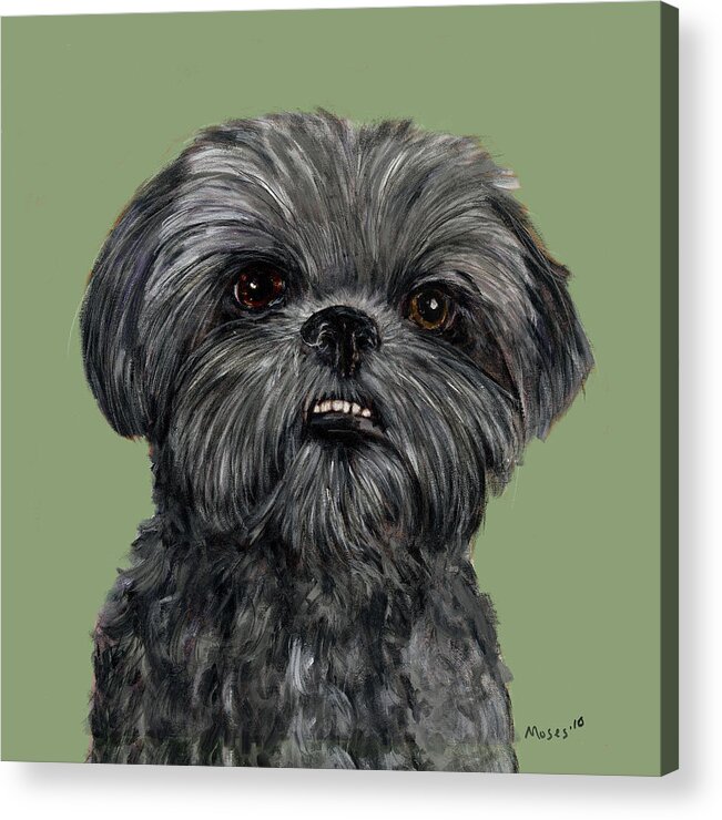 Shih Tzu Acrylic Print featuring the painting Charcoal Shih Tzu by Dale Moses