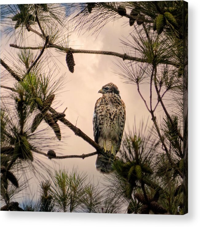 Bird Art Acrylic Print featuring the photograph Juvenile Red Shouldered Hawk 06.07.2014 by Jai Johnson