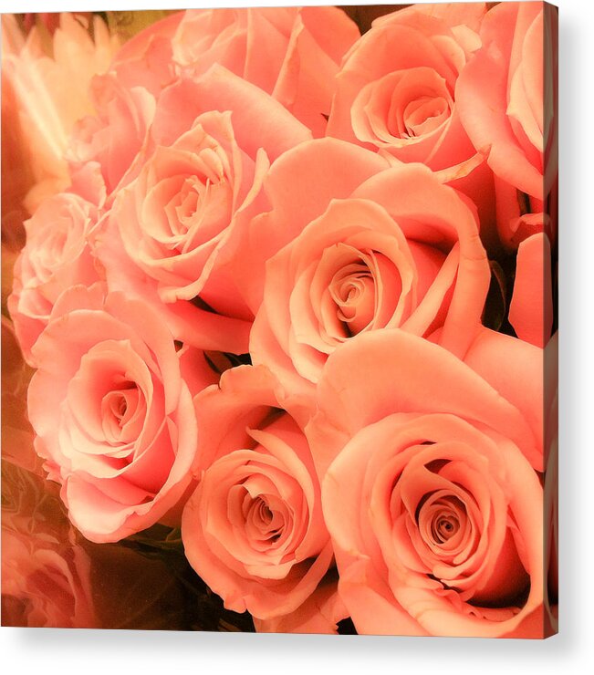 Roses Acrylic Print featuring the photograph Soft Circles by Tim Stanley