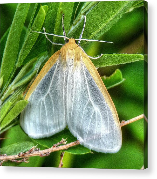Moth Butterfly Butter Fly Butterflies Gold White Acrylic Print featuring the photograph Subtle Beauty by JC Findley