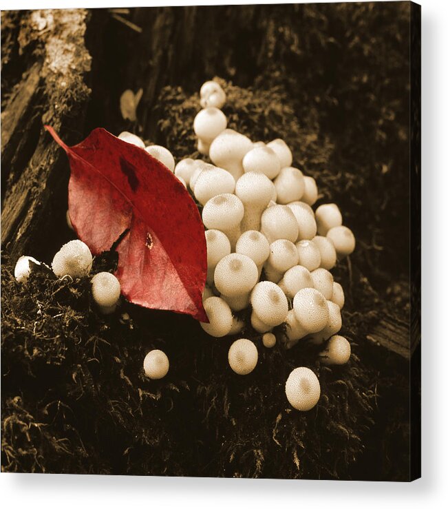 Nature Acrylic Print featuring the photograph Autumn Mushrooms by Garry McMichael