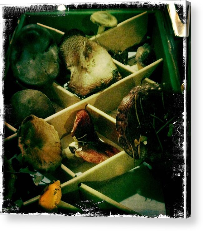 Mushrooms Acrylic Print featuring the photograph Forest Ranch Mushrooms by Suzanne Lorenz