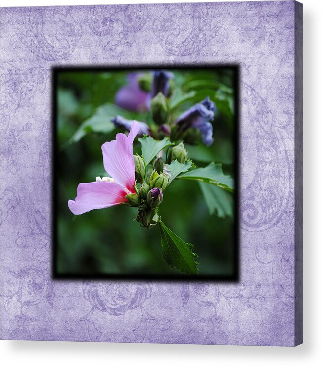 Hibiscus Acrylic Print featuring the photograph Hibiscus II Photo Square by Jai Johnson