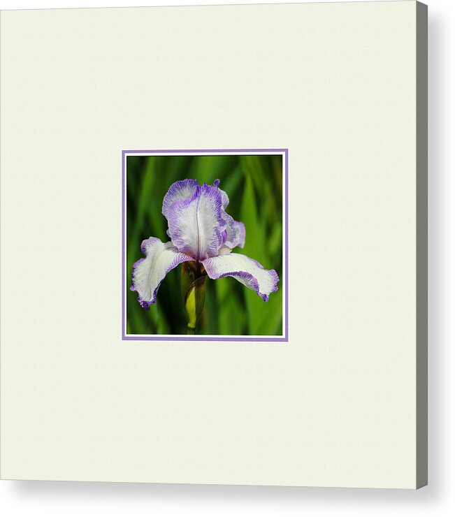beautiful Iris Acrylic Print featuring the photograph Purple and White Iris Photo Square by Jai Johnson