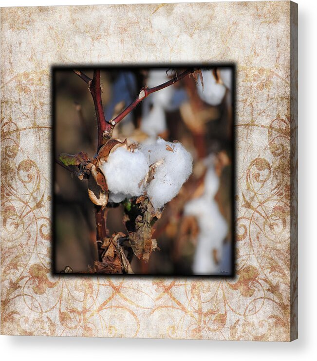 Brown Acrylic Print featuring the photograph Tennessee Cotton I Photo Square by Jai Johnson