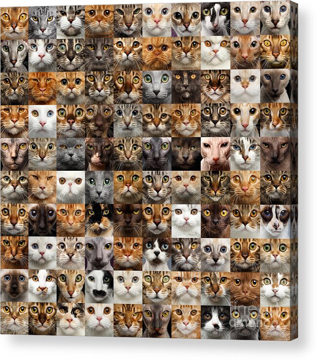 100 Acrylic Print featuring the photograph 100 Cat faces by Sergey Taran