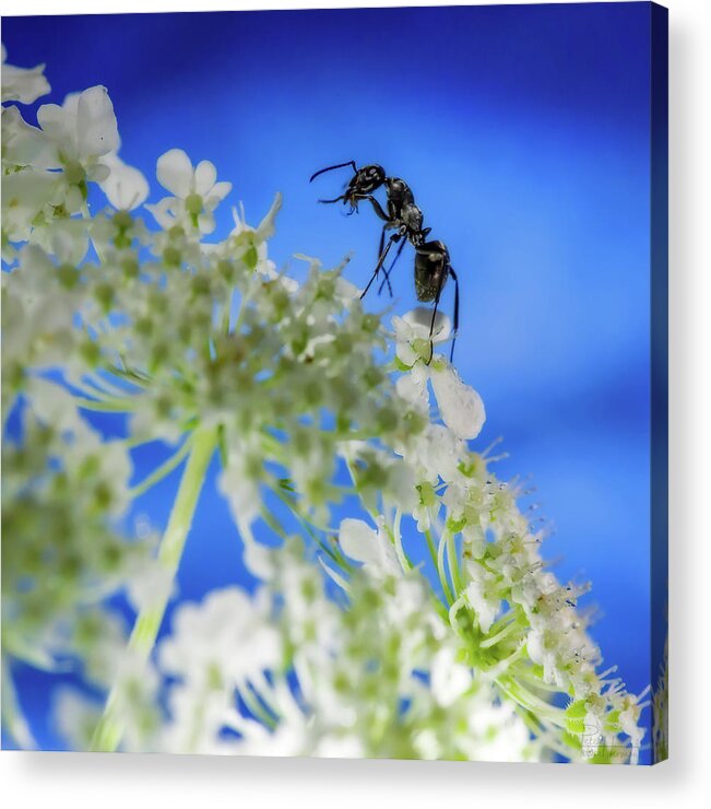 Ant  Queen Anne's Lace Flower Macro Square Acrylic Print featuring the photograph Ant Mountain Climbing by Peter Herman