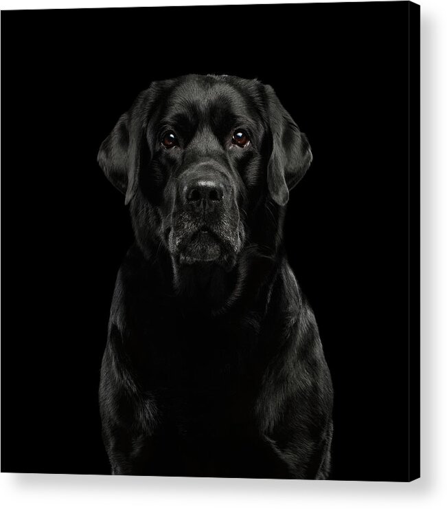 Winks Acrylic Print featuring the photograph Black Labrador by Sergey Taran