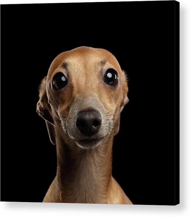 Greyhound Acrylic Print featuring the photograph Closeup Portrait Italian Greyhound Dog Looking in Camera isolated Black by Sergey Taran