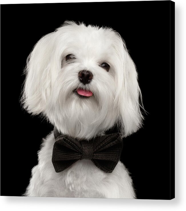 Maltese Acrylic Print featuring the photograph Closeup Portrait of Happy White Maltese Dog with bow Looking in Camera isolated on Black background by Sergey Taran