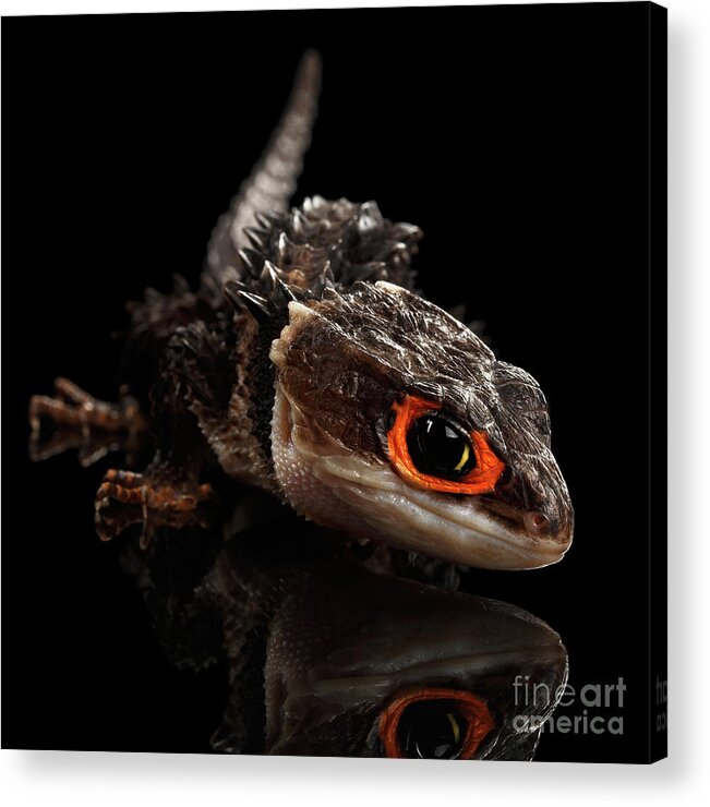 Crocodile Acrylic Print featuring the photograph Closeup Red-eyed crocodile skink, tribolonotus gracilis by Sergey Taran