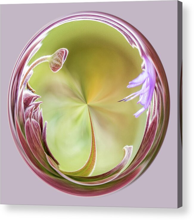 Sage Acrylic Print featuring the photograph Floral Bubble by Cheryl Day