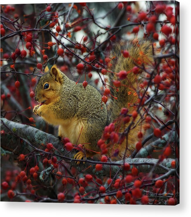 Squirrel Tree Crabapple Nature Animal Winter Autumn Wildlife Eating Acrylic Print featuring the photograph Hungry Squirrel - squirrel dining on brilliant red crabapples in late autumn by Peter Herman