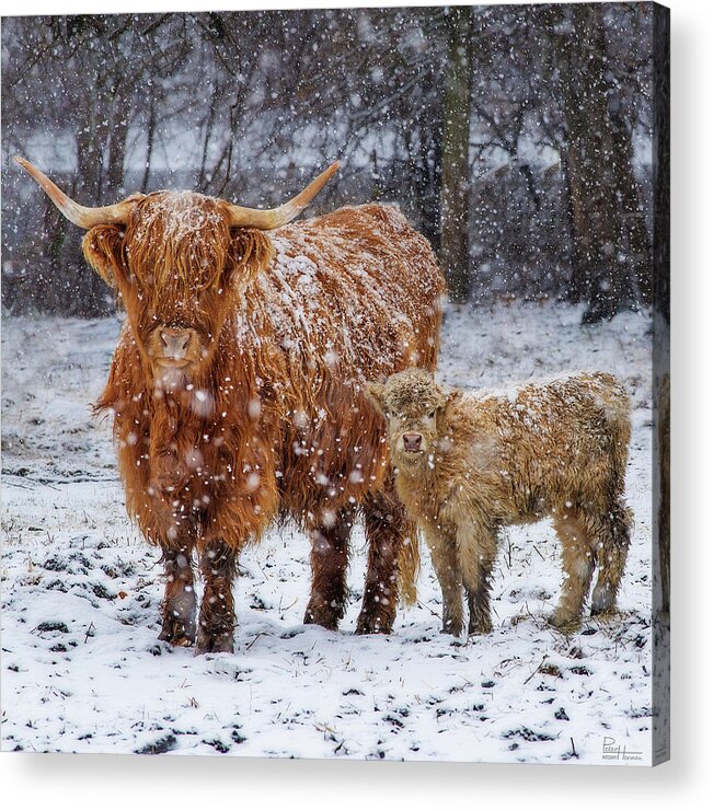 Scottish Highland Cow Coo Coos Cattle Longhorn Snow Pasture Wisconsin Wi Winter Acrylic Print featuring the photograph Mother's Love - Scottish Highland cow and calf in snowy pasture by Peter Herman