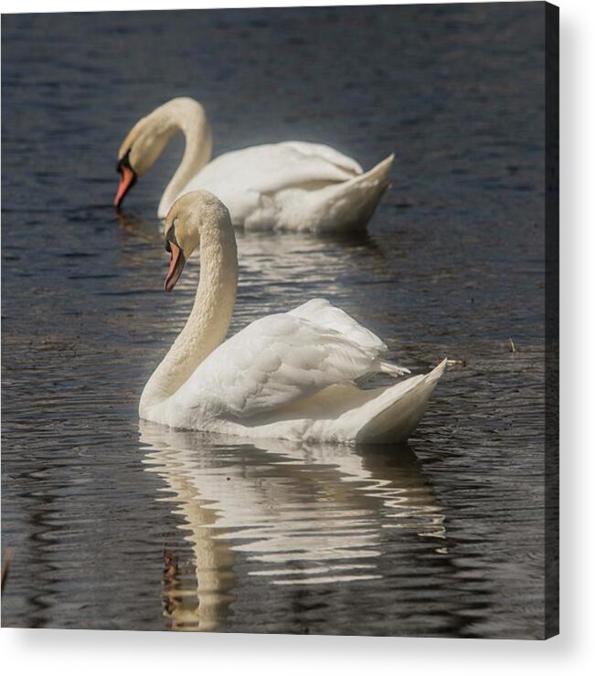 Swans Acrylic Print featuring the photograph Mute Swans by David Bearden