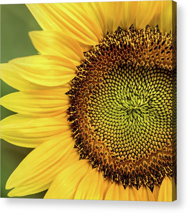 Flower Acrylic Print featuring the photograph Part of a Sunflower by Don Johnson