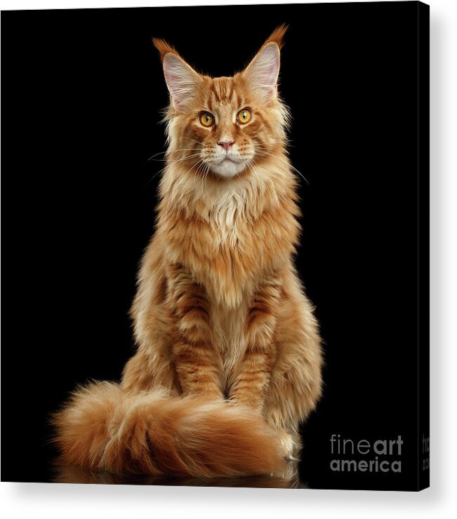 Angry Acrylic Print featuring the photograph Portrait of Ginger Maine Coon Cat Isolated on Black Background by Sergey Taran