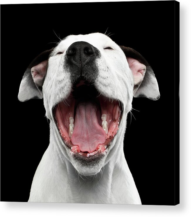 Puppy Acrylic Print featuring the photograph Puppy laughs by Sergey Taran