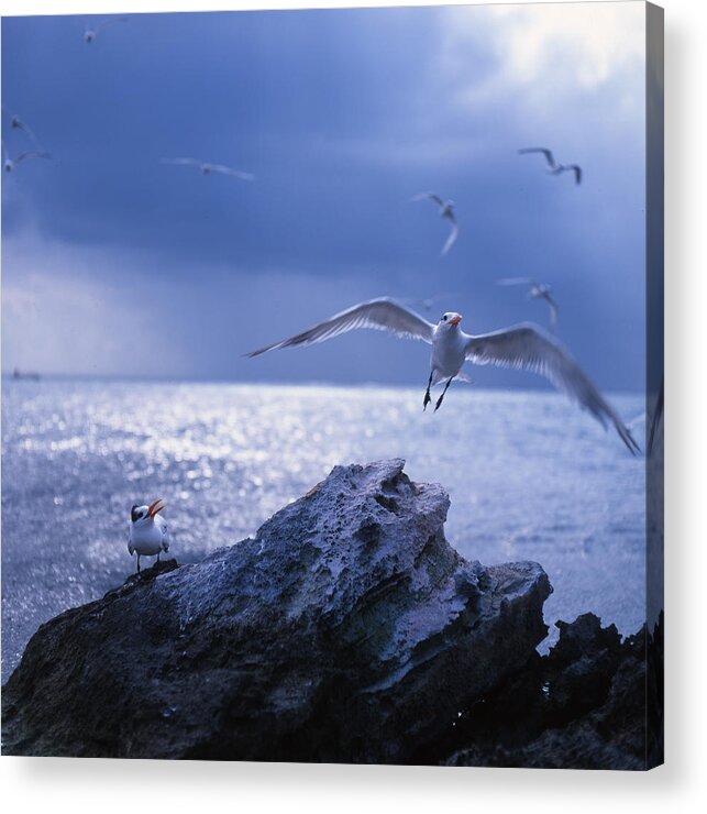 Nature Acrylic Print featuring the photograph Seabird Flack by Benjamin Garvey