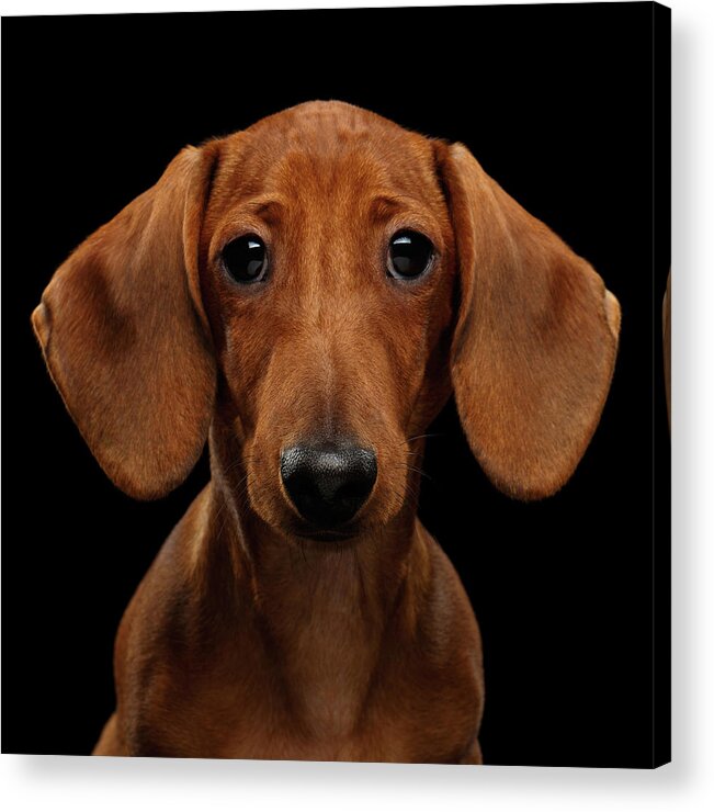 Smooth-haired Acrylic Print featuring the photograph Smooth-haired Dachshund by Sergey Taran