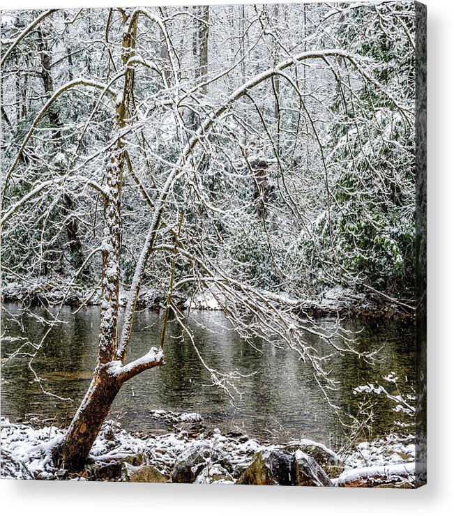 Cranberry River Acrylic Print featuring the photograph Snow Cranberry River by Thomas R Fletcher