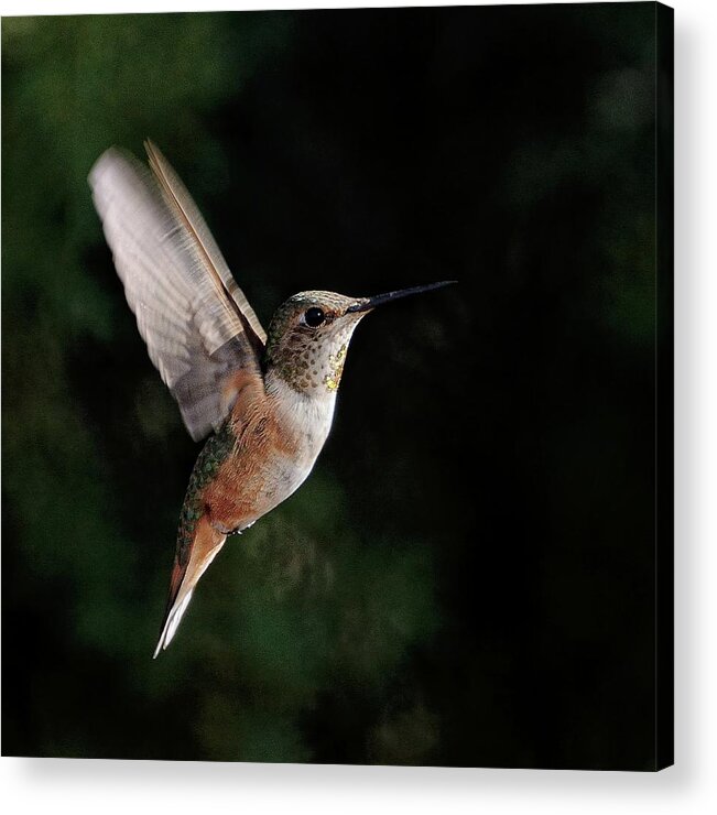 Rufous Hummingbird Acrylic Print featuring the photograph Stopped To Say Hello by Debra Sabeck