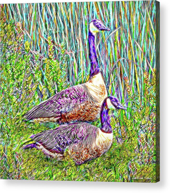 Joelbrucewallach Acrylic Print featuring the digital art The Goose And The Gander - Lakeside Scene In Boulder County Colorado by Joel Bruce Wallach