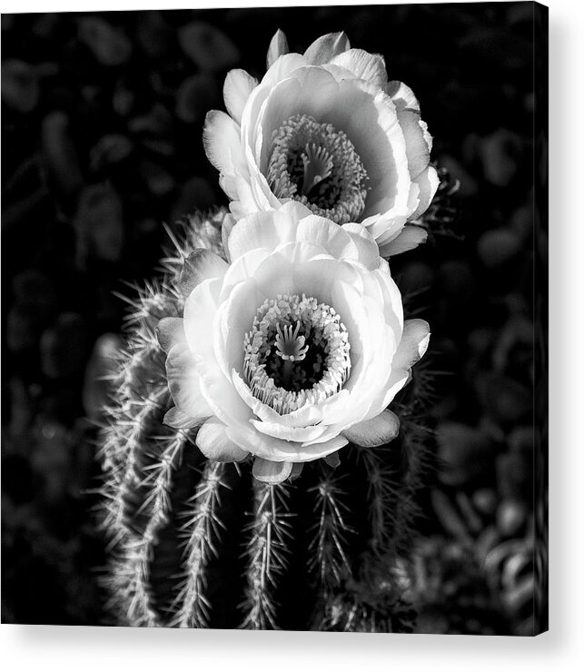 Torch Cactus Acrylic Print featuring the photograph Tourch Cactus Bloom by Sandra Selle Rodriguez