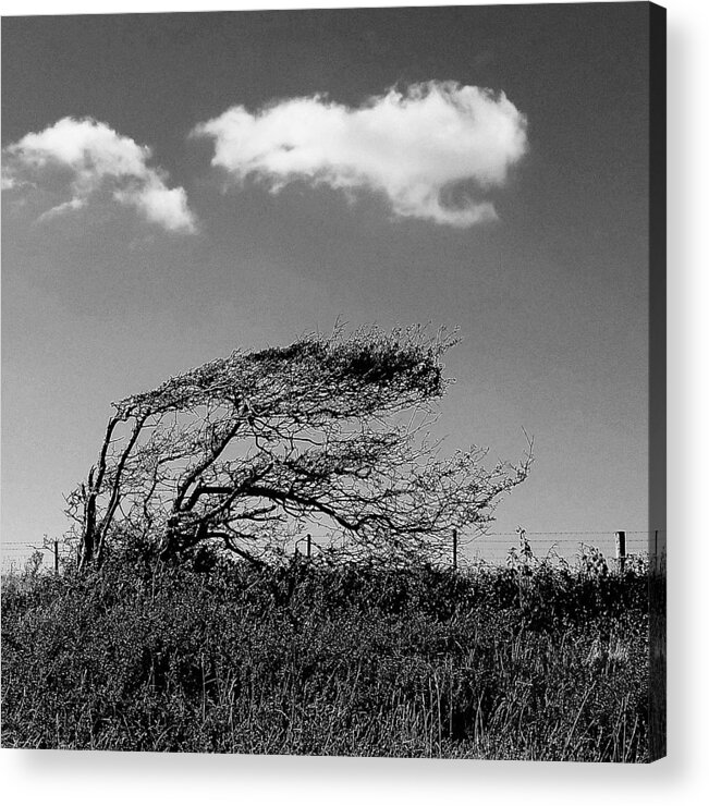  Acrylic Print featuring the digital art Windswept by Julian Perry