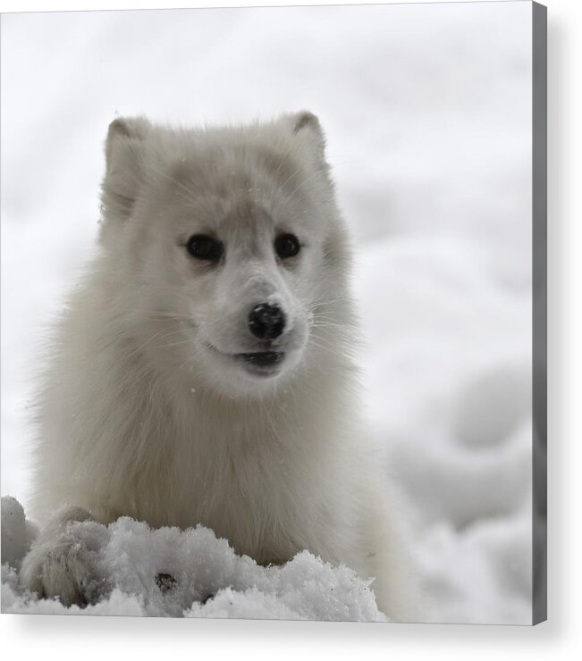 Wall Art Acrylic Print featuring the photograph Artic Fox #3 by Jeffrey PERKINS