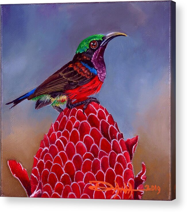 Birds Acrylic Print featuring the painting Purple Throated Sunbird on Red Torch Ginger by Dana Newman