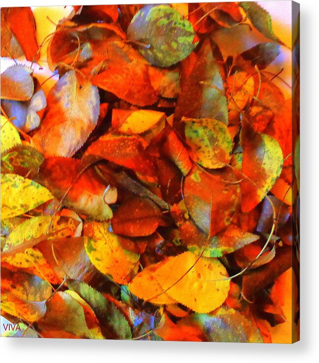 Autumn Ablaze Acrylic Print featuring the photograph Autumn Ablaze by VIVA Anderson