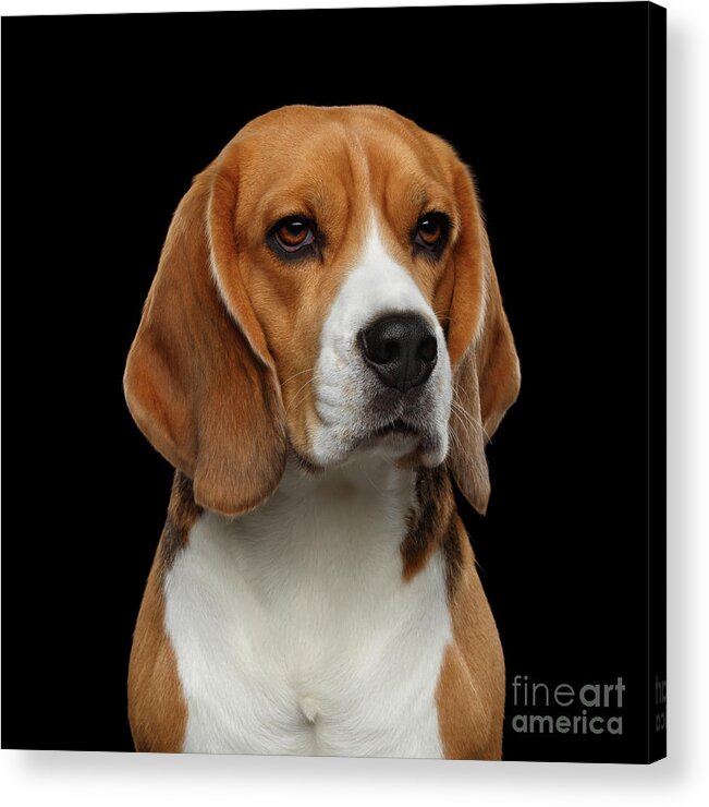 #faatoppicks Acrylic Print featuring the photograph Beagle by Sergey Taran