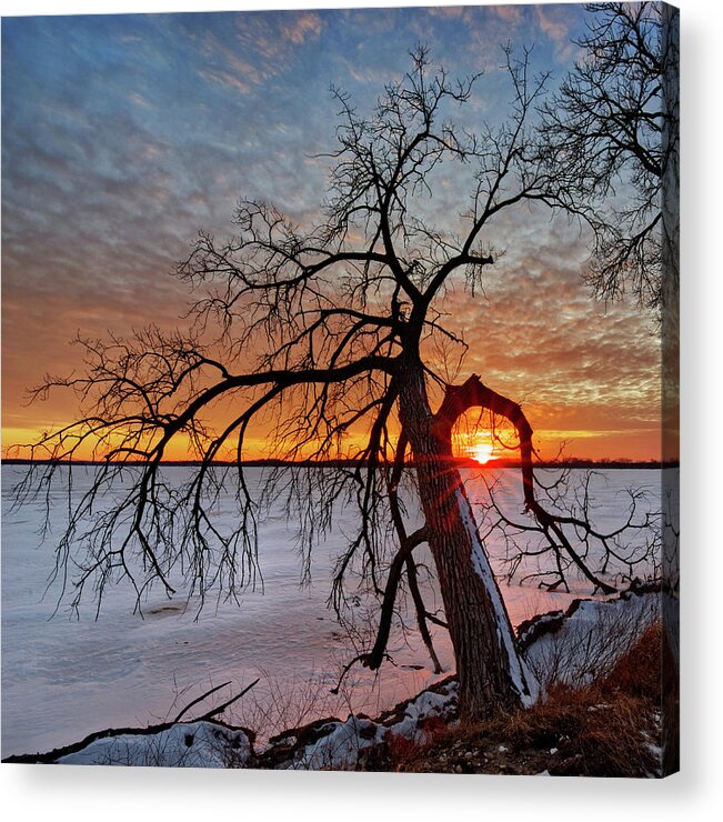 Waubesa Acrylic Print featuring the photograph Cradled - sunset framed by cottonwood tree on Lower Yahara River trail at Lake Waubesa by Peter Herman
