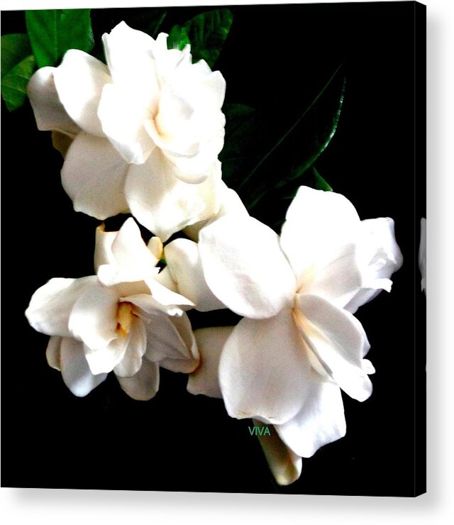 Gardenia Acrylic Print featuring the photograph Gardenia Bouquet - unframed by VIVA Anderson