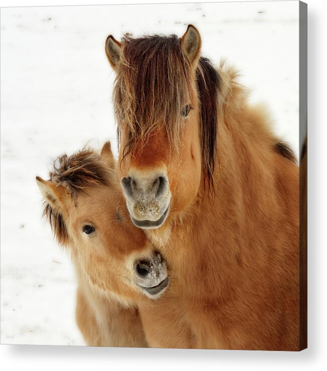 Norwegian Fjord Horse Acrylic Print featuring the photograph I Love my Mama - Norwegian Fjord horses - colt nuzzles mother - square format crop by Peter Herman