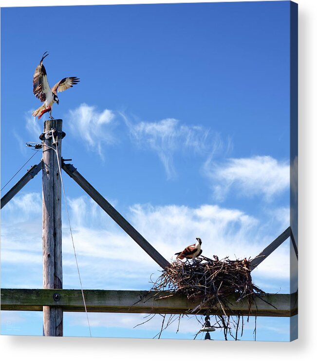 Osprey Acrylic Print featuring the photograph It's about time you got home with the Take-out - Osprey returning to nest carrying fish dinner by Peter Herman
