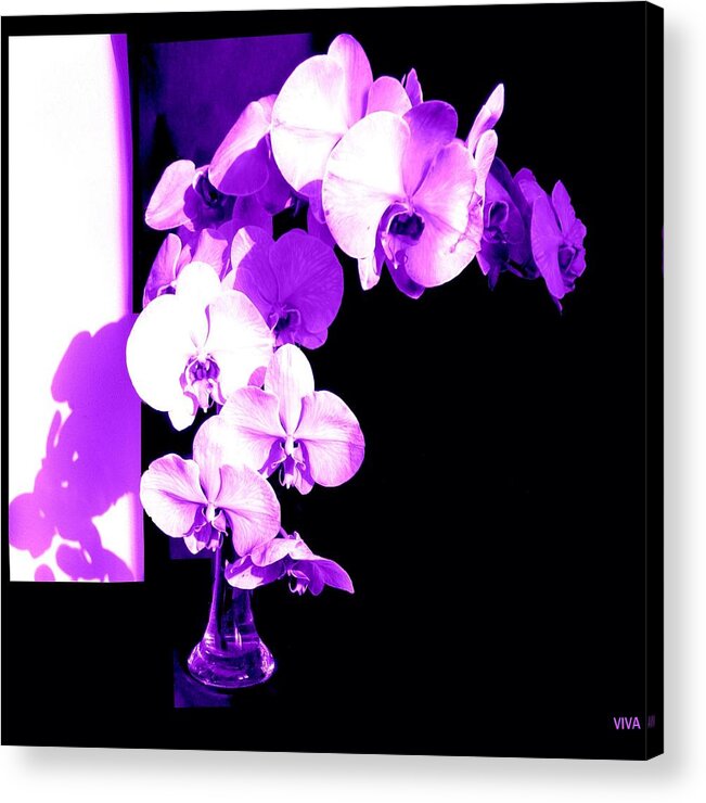 Orchids-purple Acrylic Print featuring the photograph Orchids-Purple-Sunshine-Shadows by VIVA Anderson