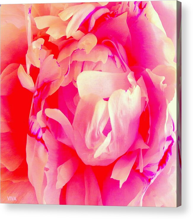 Peony Acrylic Print featuring the photograph Peony In Rapture - Unframed by VIVA Anderson