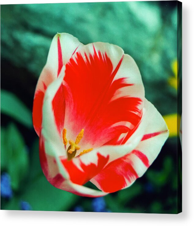 Red Acrylic Print featuring the photograph Red and White Tulip from Monets garden at Giverny Film Image by Matthew Bamberg
