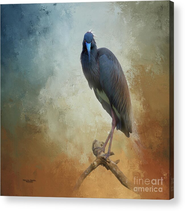 Heron Acrylic Print featuring the photograph Tricolor Look by Marvin Spates