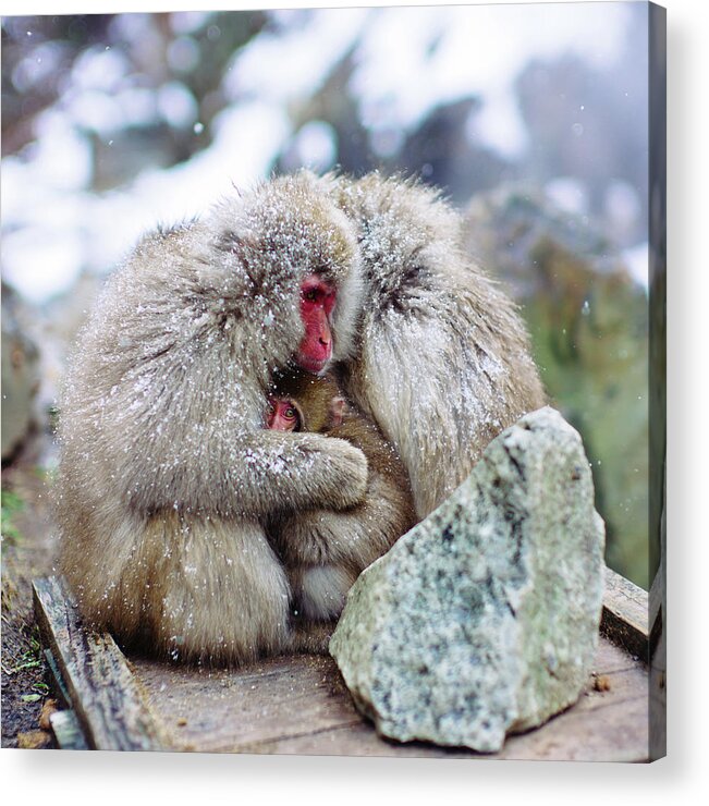 Hell's Valley Acrylic Print featuring the photograph Zen Jigokudani Monkey Park, Nagano, Japan by Eugene Nikiforov