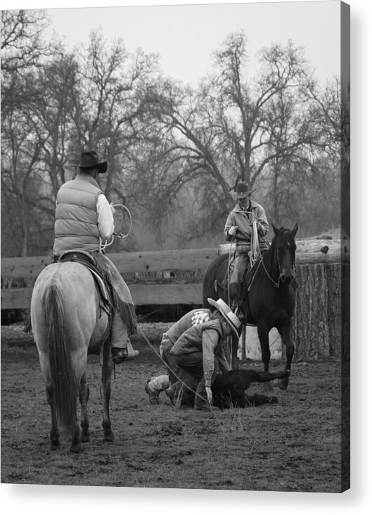Horses Acrylic Print featuring the photograph Cowboy Teamropin by Diane Bohna