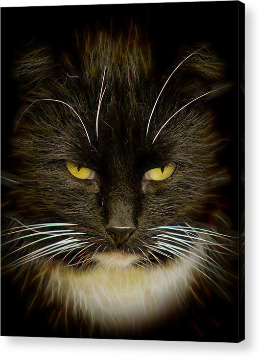 #house#world#cat#brilliant#concept#abstract#art#digital#hunter#colours#yard#fine#light#portrait#fine# Acrylic Print featuring the photograph Brilliant Cat... by Aleksandrs Drozdovs